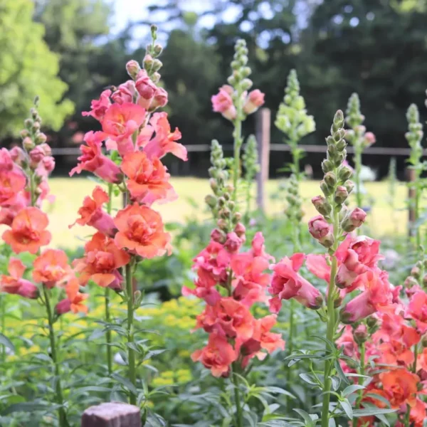 Tátika › Antirrhinum Majus › Madame Butterfly Bronze