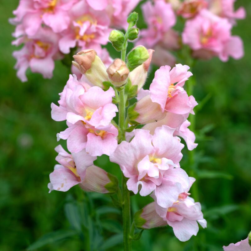 Tátika › Antirrhinum Majus › Madame Butterfly Pink