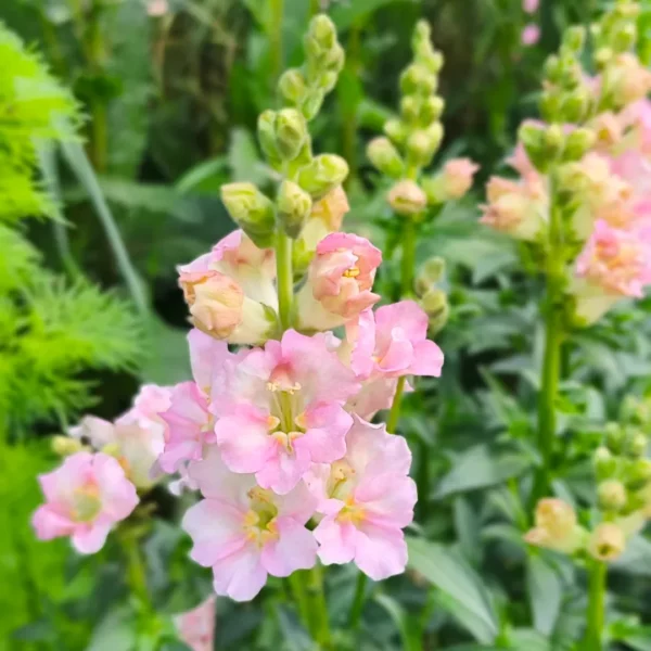 Tátika › Antirrhinum Majus › Doubleshot Appleblossom