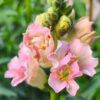 Tátika › Antirrhinum Majus › Doubleshot Appleblossom