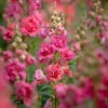 Tátika › Antirrhinum Majus › Madame Butterfly Cherry Bronze