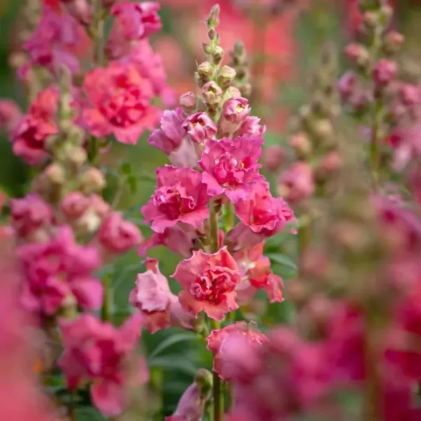 Tátika › Antirrhinum Majus › Madame Butterfly Cherry Bronze