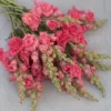 Tátika › Antirrhinum Majus › Madame Butterfly Cherry Bronze - Image 3