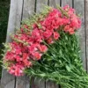 Tátika › Antirrhinum Majus › Madame Butterfly Cherry Bronze - Image 2