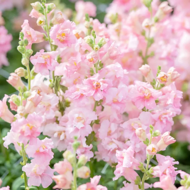 Tátika › Antirrhinum Majus › Madame Butterfly Pink