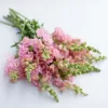 Tátika › Antirrhinum Majus › Madame Butterfly Pink