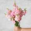 Tátika › Antirrhinum Majus › Madame Butterfly Pink
