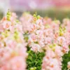 Tátika › Antirrhinum Majus › Doubleshoot Appleblossom