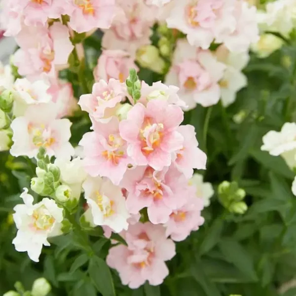 Tátika › Antirrhinum Majus › Doubleshoot Appleblossom