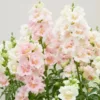 Tátika › Antirrhinum Majus › Doubleshot Appleblossom