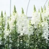 Tátika › Antirrhinum Majus › Potomac White