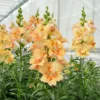 Tátika › Antirrhinum Majus › Doubleshoot Peach