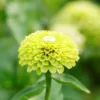Rézvirág › Zinnia Elegans › Envy