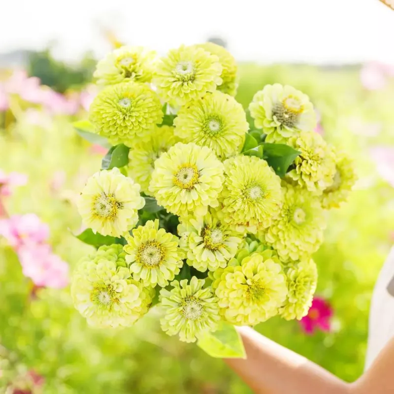 Zinnia elegans Envy