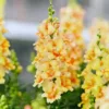Tátika › Antirrhinum Majus › Doubleshoot Peach