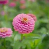 Oklahoma Pink zinnia
