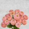 Oklahoma Salmon Zinnia