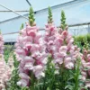 Tátika › Antirrhinum Majus › Opus Lavender