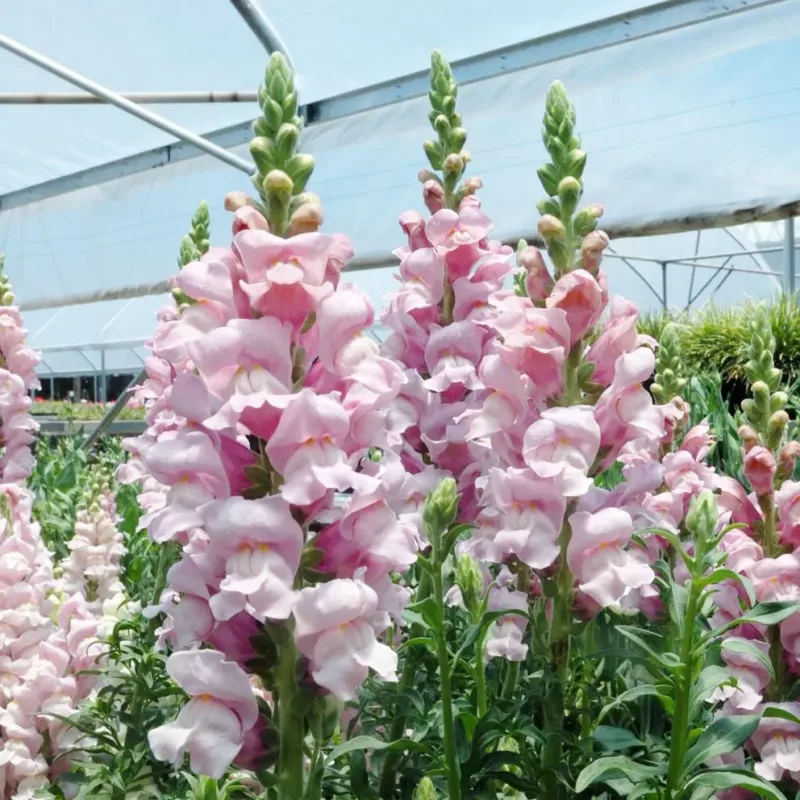 Tátika › Antirrhinum Majus › Opus Lavender