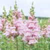 Tátika › Antirrhinum Majus › Opus Lavender