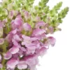 Tátika › Antirrhinum Majus › Opus Lavender