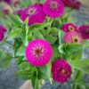 Zinnia elegans - Oklahoma Carmine