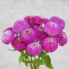 Zinnia elegans - Oklahoma Carmine
