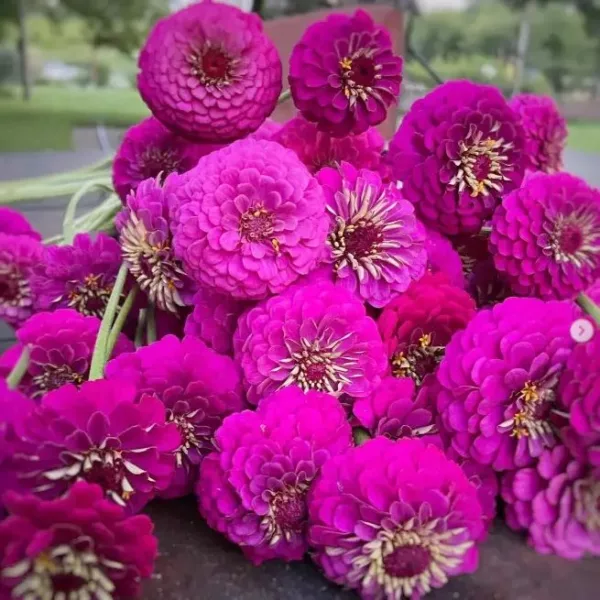 Zinnia elegans - Oklahoma Carmine