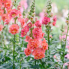 Tátika › Antirrhinum Majus › Madame Butterfly Bronze