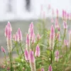 Celózia › Celosia Argentea Spicata › Flamingo Feather