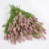 Celózia › Celosia Argentea Spicata › Flamingo Feather