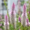 Celózia › Celosia Argentea Spicata › Flamingo Feather