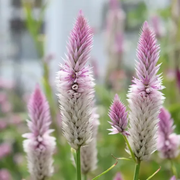 Celózia › Celosia Argentea Spicata › Flamingo Feather