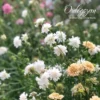 Ördögszem - Scabiosa atropurpurea snowmaiden