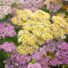 Cickafark › Achillea Millefolium › Summer Pastels