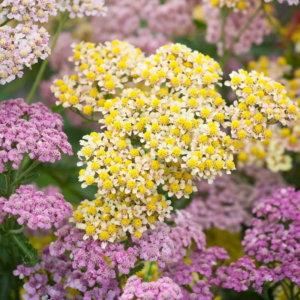 Cickafark › Achillea Millefolium › Summer Pastels