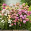 Cickafark › Achillea Millefolium › Summer Pastels