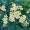 Cickafark › Achillea Millefolium › Summer Pastels