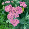 Cickafark › Achillea Millefolium › Summer Pastels
