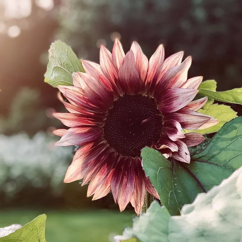 Dísznapraforgó › Helianthus Annuus › ProCut Plum