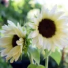 Dísznapraforgó › Helianthus Annuus › ProCut White Nite