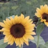Dísznapraforgó › Helianthus Annuus › ProCut Peach