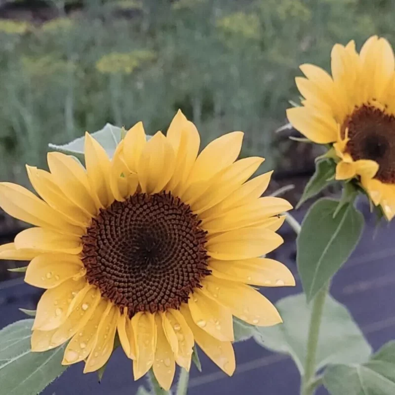 Dísznapraforgó › Helianthus Annuus › ProCut Peach