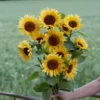 Dísznapraforgó › Helianthus Annuus › ProCut Peach