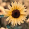 Dísznapraforgó › Helianthus Annuus › ProCut Peach