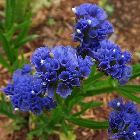 Sóvirág › Limonium Sinuatum › QIS Dark Blue