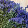 Sóvirág › Limonium Sinuatum › QIS Dark Blue