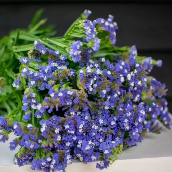 Sóvirág › Limonium Sinuatum › QIS Dark Blue