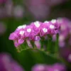 Sóvirág › Limonium Sinuatum › QIS Rose