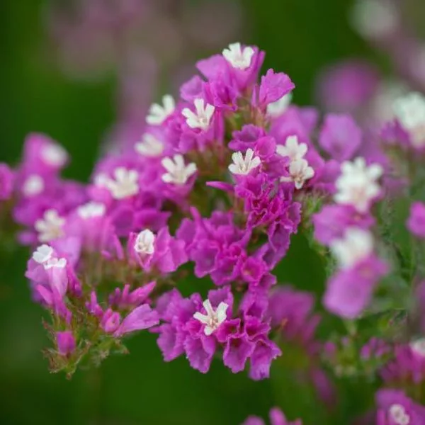 Sóvirág › Limonium Sinuatum › QIS Rose